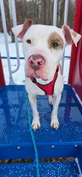 Jewelz -  Pit Bull Terrier Dog Available for Adoption in Waverly, New York - Jewelz | PetCurious