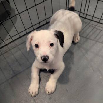 Miniature Schnauzer and Labrador Retriever Dogs Available for Adoption in Sparta, New Jersey - Daphne | PetCurious