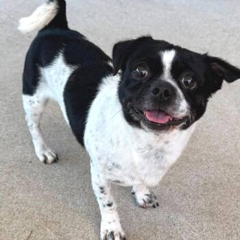 Liam -  Mixed Breed Dog for Adoption in San Francisco, California - Liam | PetCurious