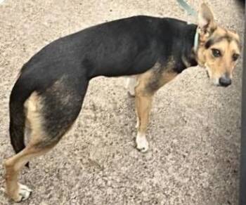 A661222 -  German Shepherd Dog Dog for Adoption in Houston, Texas - A661222 | PetCurious