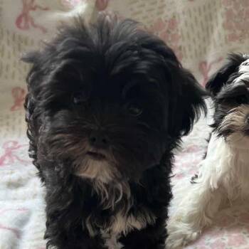 Shih Tzu Dogs Available for Adoption in Tustin, California - Black Shitzu Puppy  | PetCurious