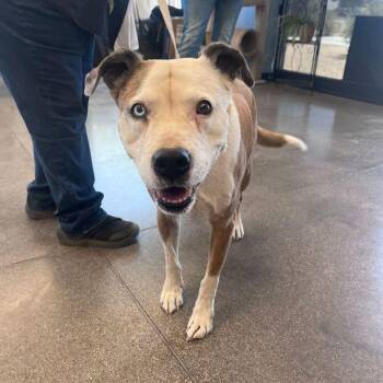 Pretty Eyes -  American Staffordshire Terrier Dog for Adoption in Kingman, Arizona - Pretty Eyes | PetCurious