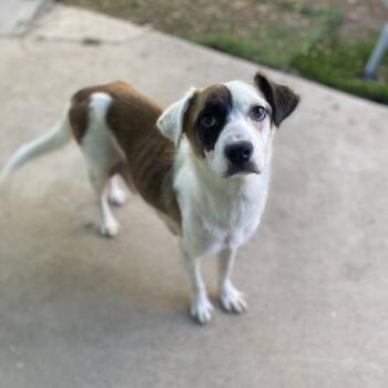 Sunshine -  Cattle Dog and Terrier Dog for Adoption in Escondido, California - Sunshine | PetCurious