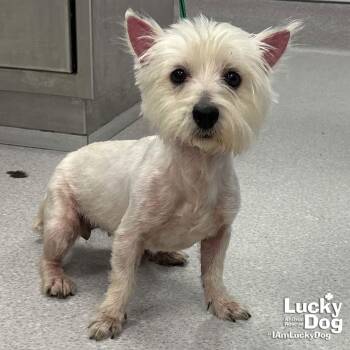 West Highland White Terrier Westie Dogs Available for Adoption - Marlie | PetCurious