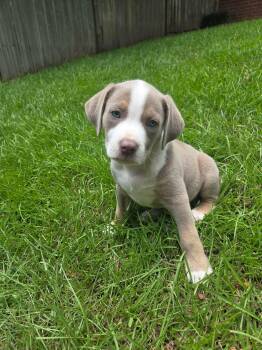da Vinci -  American Bully Dog for Adoption in Glocester, Rhode Island - Da Vinci | PetCurious