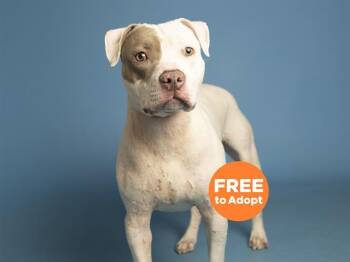 STITCH -  Pit Bull Terrier Dog for Adoption in Phoenix, Arizona - STITCH | PetCurious
