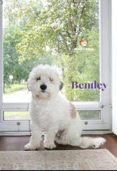 Bentley -  Lhasa Apso and Maltese Dog for Adoption in Council Bluffs, Iowa - Bentley | PetCurious