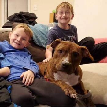 Mixed Breed Dogs Available for Adoption in Wheeling, Illinois - Tye | PetCurious