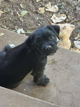 Archie -  Schnauzer Dog for Adoption in Oklahoma City, Oklahoma - Archie | PetCurious