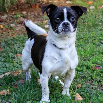 Pug and Boston Terrier Dogs Available for Adoption - Raya | PetCurious