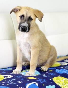 Boy Meets World Litter - Cory -  Shepherd and Mixed Breed Dog for Adoption in Savage, Minnesota - Boy Meets World Litter - Cory | PetCurious
