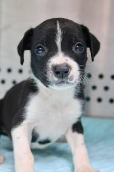Baloo -  Mixed Breed Dog for Adoption in Morgantown, Kentucky - Baloo | PetCurious