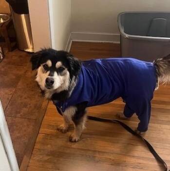 Mixed Breed Dogs Available for Adoption - Thelma | PetCurious