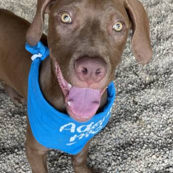 Thor -  Weimaraner Dog for Adoption in Lacon, Illinois - Thor | PetCurious
