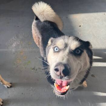 Rescue Siberian Husky Dogs for Adoption in Tacoma, Washington - Cosha | PetCurious
