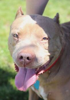 Rescue Mixed Breed Dogs for Adoption in Walla Walla, Washington - Espresso | PetCurious