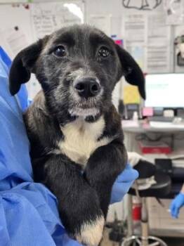 Mixed Breed Dogs Available for Adoption - Spoiler | PetCurious