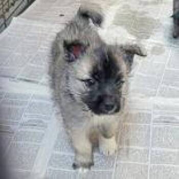 Japanese Spitz Dogs Available for Adoption - Shinju | PetCurious