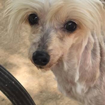 LINNIE -  Chinese Crested Dog Dog for Adoption in Athens, Alabama - LINNIE | PetCurious