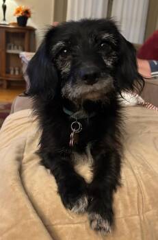 Rescue Cocker Spaniel Dogs for Adoption in Columbus, Indiana - Oona | PetCurious