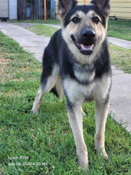 RIO -  German Shepherd Dog Dog for Adoption in San Antonio, Texas - RIO | PetCurious