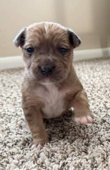 Carson -  Labrador Retriever Dog for Adoption in Kimberlin Heights, Tennessee - Carson | PetCurious
