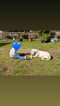 Hound Dogs Available for Adoption in Mico, Texas - Genevieve | PetCurious