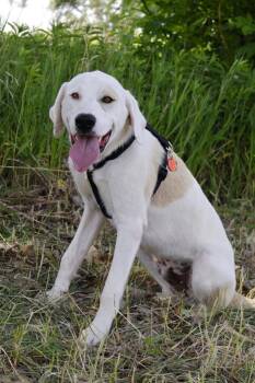 Mountain Litter - Smoky -  Great Pyrenees and Labrador Retriever Dog for Adoption in Savage, Minnesota - Mountain Litter - Smoky | PetCurious
