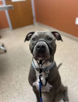 Rescue American Staffordshire Terrier Dogs for Adoption in Greenwood, Indiana - Slim Shady | PetCurious