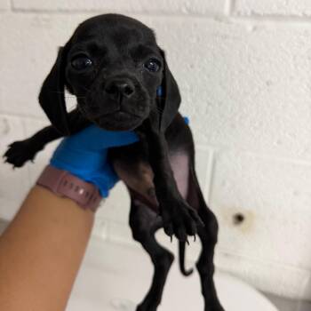 Microorganism -  Chihuahua and Mixed Breed Dog for Adoption in Edinburg, Texas - Microorganism | PetCurious
