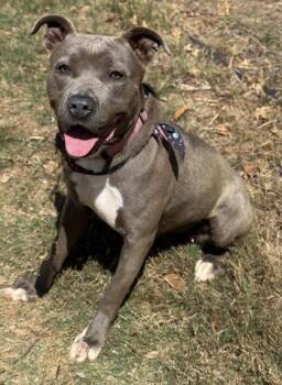 American Staffordshire Terrier and Mixed Breed Dogs Available for Adoption in San Antonio, Texas - Shani | PetCurious