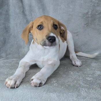 FOSTER NEEDED - Rags To Riches -  Hound and Mixed Breed Dog for Adoption - FOSTER NEEDED - Rags To Riches | PetCurious