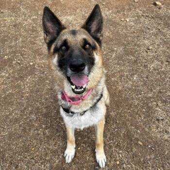 Rosco -  Shepherd Dog for Adoption in Ramona, California - Rosco | PetCurious
