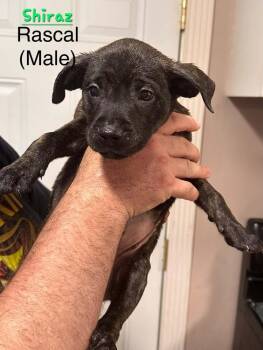Shiraz -  Terrier Dog for Adoption in Evansville, Indiana - Shiraz | PetCurious