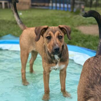 Hattie -  German Shepherd Dog and Labrador Retriever Dog for Adoption in Amarillo, Texas - Hattie | PetCurious