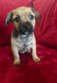 Rescue Shih Tzu and Chihuahua Dogs for Adoption in Murphys, California - Lady | PetCurious