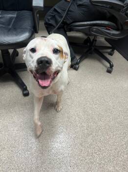 Goose -  Pit Bull Terrier Dog for Adoption in Troy, Ohio - Goose | PetCurious