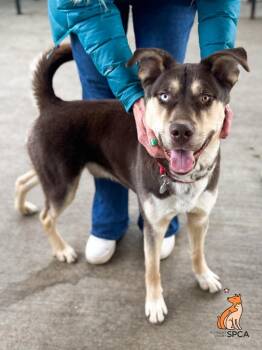 Pogo/kolby -  Siberian Husky Dog for Adoption in Roanoke, Virginia - Pogo/kolby | PetCurious