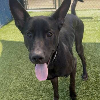 German Shepherd Dog Dogs Available for Adoption - Maisey | PetCurious