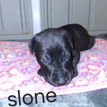 SLONE 4208 -  Great Dane Dog for Adoption in Loxahatchee Groves, Florida - SLONE 4208 | PetCurious