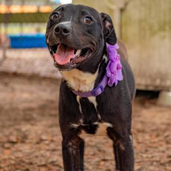 Charlie -  Mixed Breed Dog for Adoption in Milton, Florida - Charlie | PetCurious