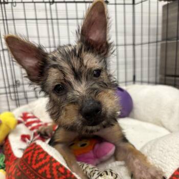 Kent -  Mixed Breed Dog for Adoption in Wheeling, Illinois - Kent | PetCurious