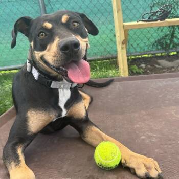 Esmeralda -  Rottweiler and Mixed Breed Dog for Adoption in Harrisonburg, Virginia - Esmeralda | PetCurious
