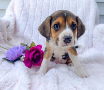 Mixed Breed Dogs Available for Adoption in Murray, Kentucky - Wren | PetCurious