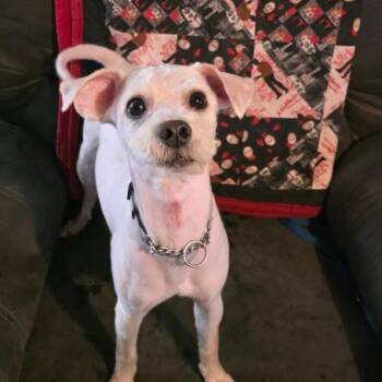 Charles -  Poodle Dog for Adoption in Eugene, Oregon - Charles | PetCurious
