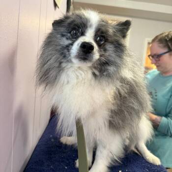 Blue -  Pomeranian and Mixed Breed Dog for Adoption in Madison, Wisconsin - Blue | PetCurious