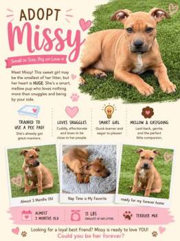 01340b Missy - Adoption Ambassador -  Terrier and Mixed Breed Dog for Adoption in North Charleston, South Carolina - 01340b Missy - Adoption Ambassador | PetCurious