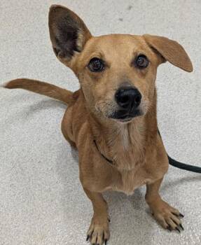 Mixed Breed Dogs Available for Adoption - Butter Waffles | PetCurious