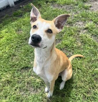 LINDSAY -  Mixed Breed Dog for Adoption in Palmetto, Florida - LINDSAY | PetCurious