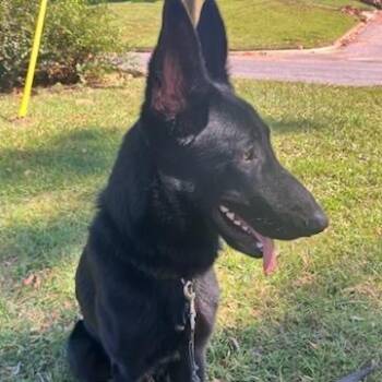 Rescue German Shepherd Dog Dogs for Adoption in Griffin, Georgia - Malone | PetCurious